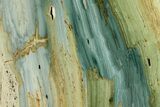 Free-Standing, Gary Green Jasper (Larsonite) Bog Wood - Oregon #334731-3